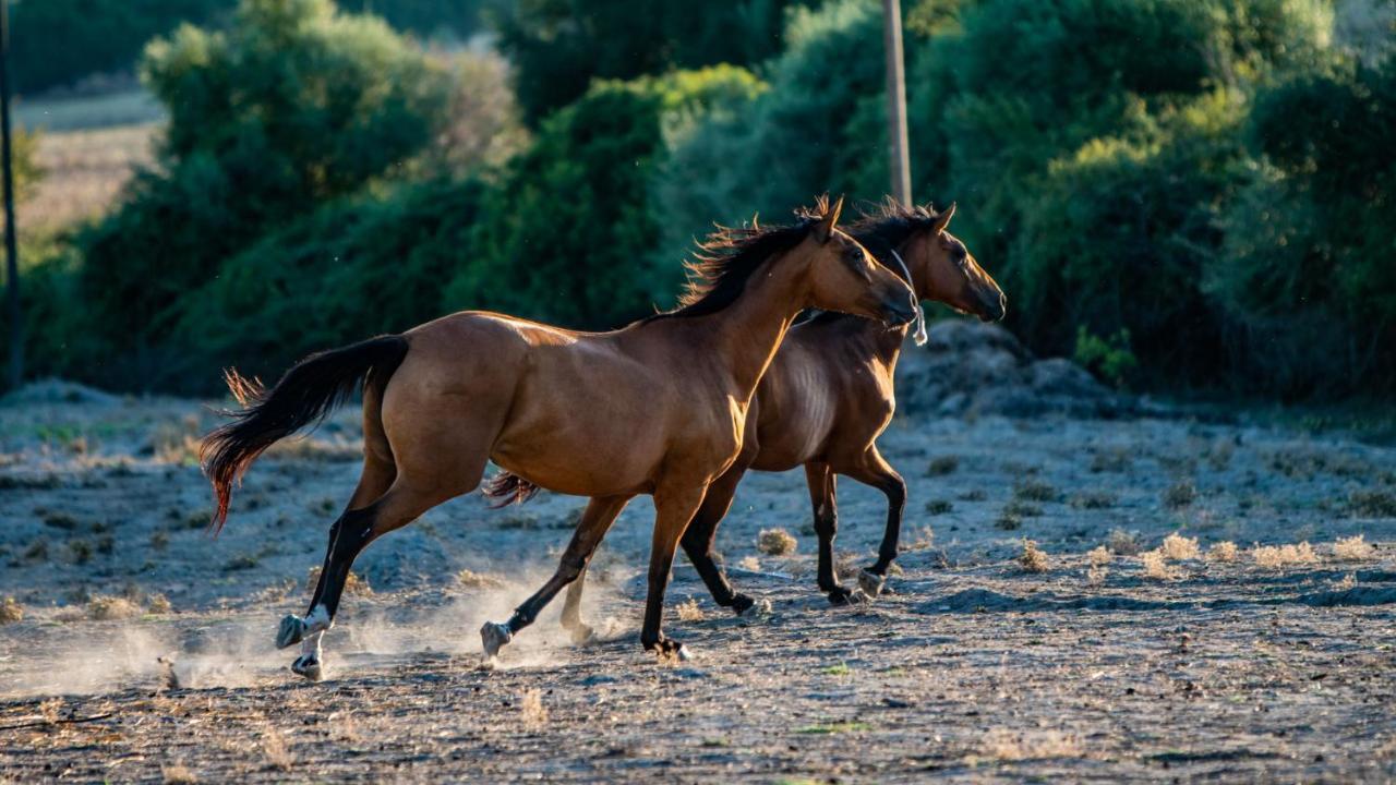 Agriturismo Carrucana Martis エクステリア 写真